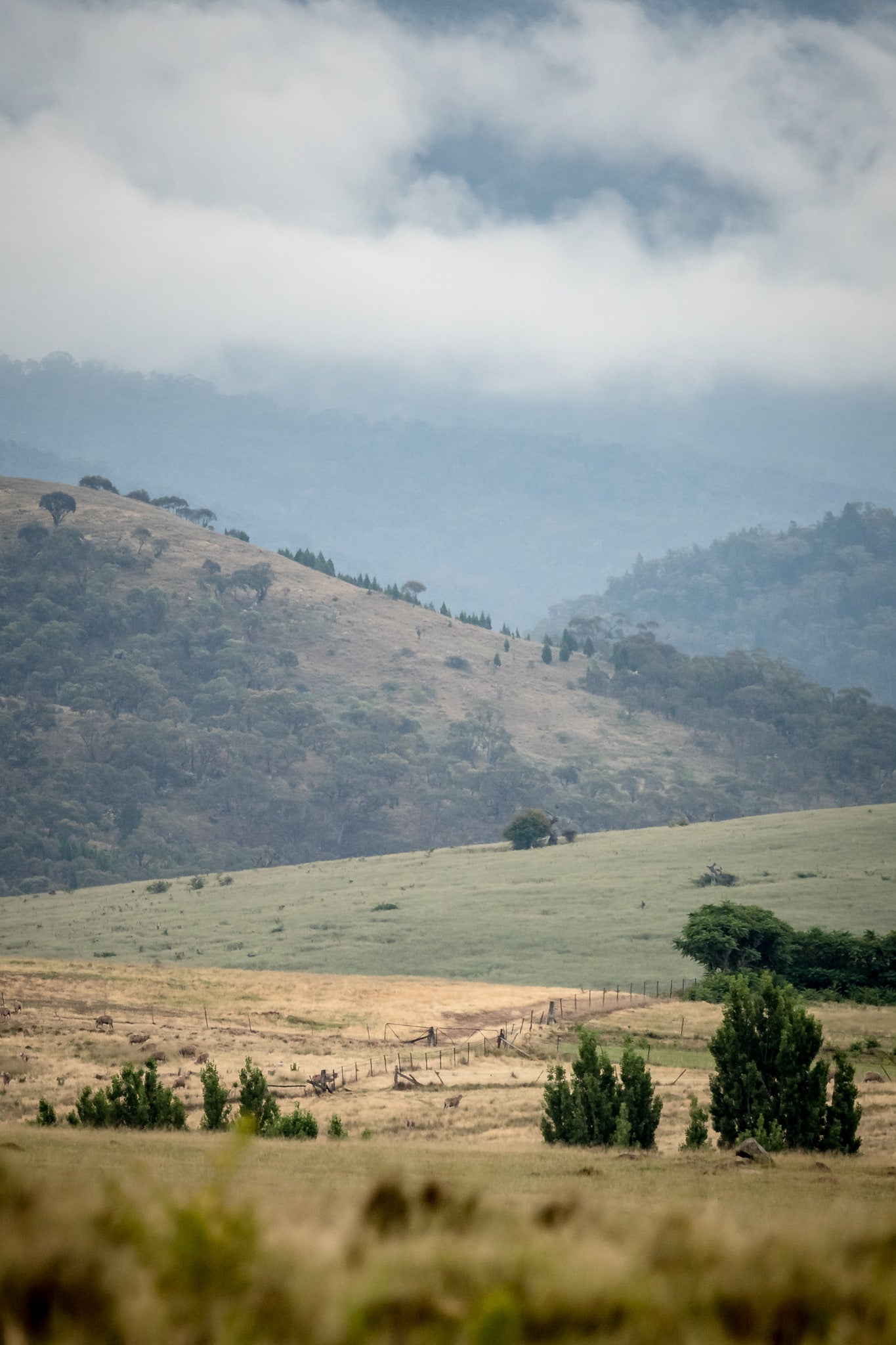 Blue Morning Ranges at Landscapes, a cloudy morning over a farm off the Monaro Highway.