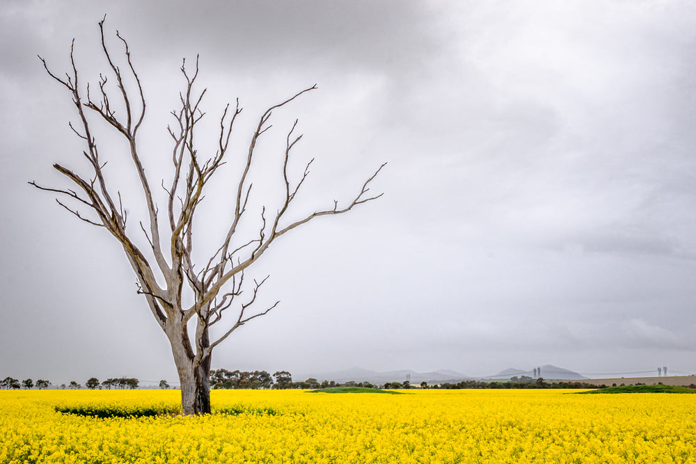 Canola Tree at Landscapes, a dead tree standing amongst a sea of yellow on a bleak afternoon in Victoria.