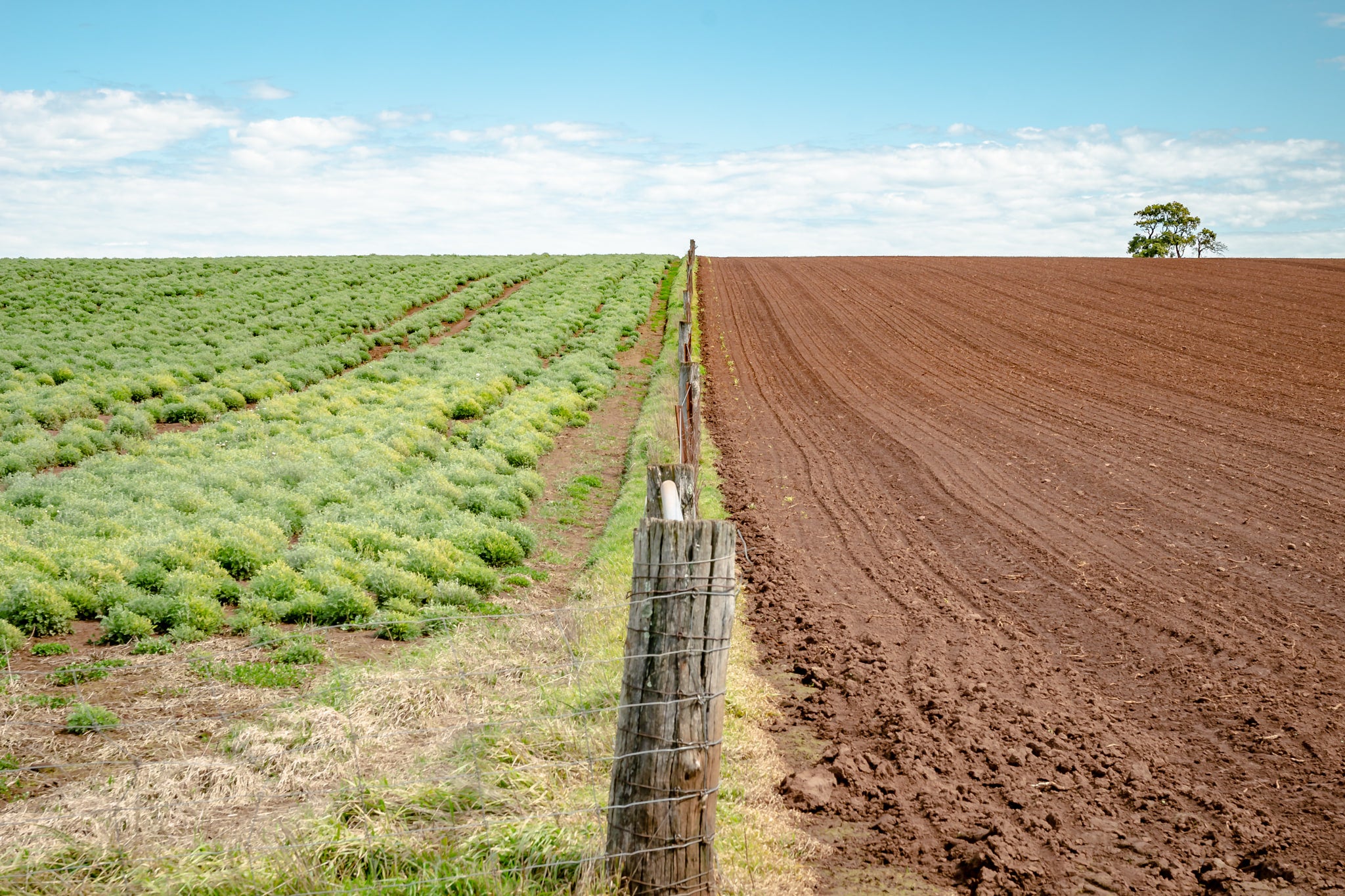 Fenceline at Landscapes, sometimes the grass is greener on the other side.