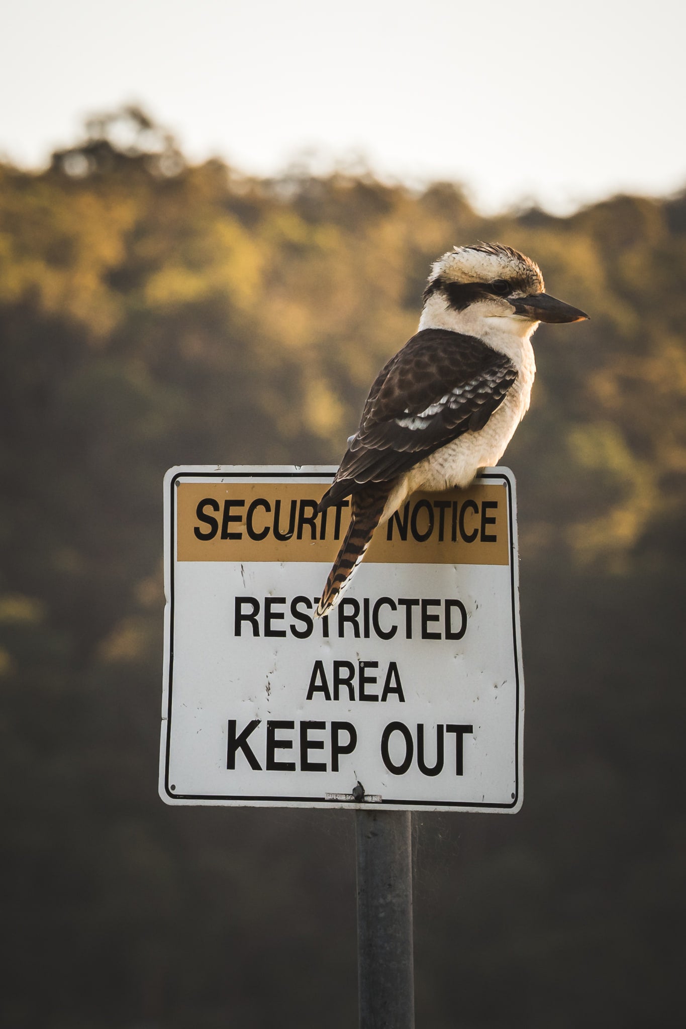 Kookaburra at Landscapes, a laughing kookaburra perches on top of a Security Notice Restricted Area Keep Out sign.