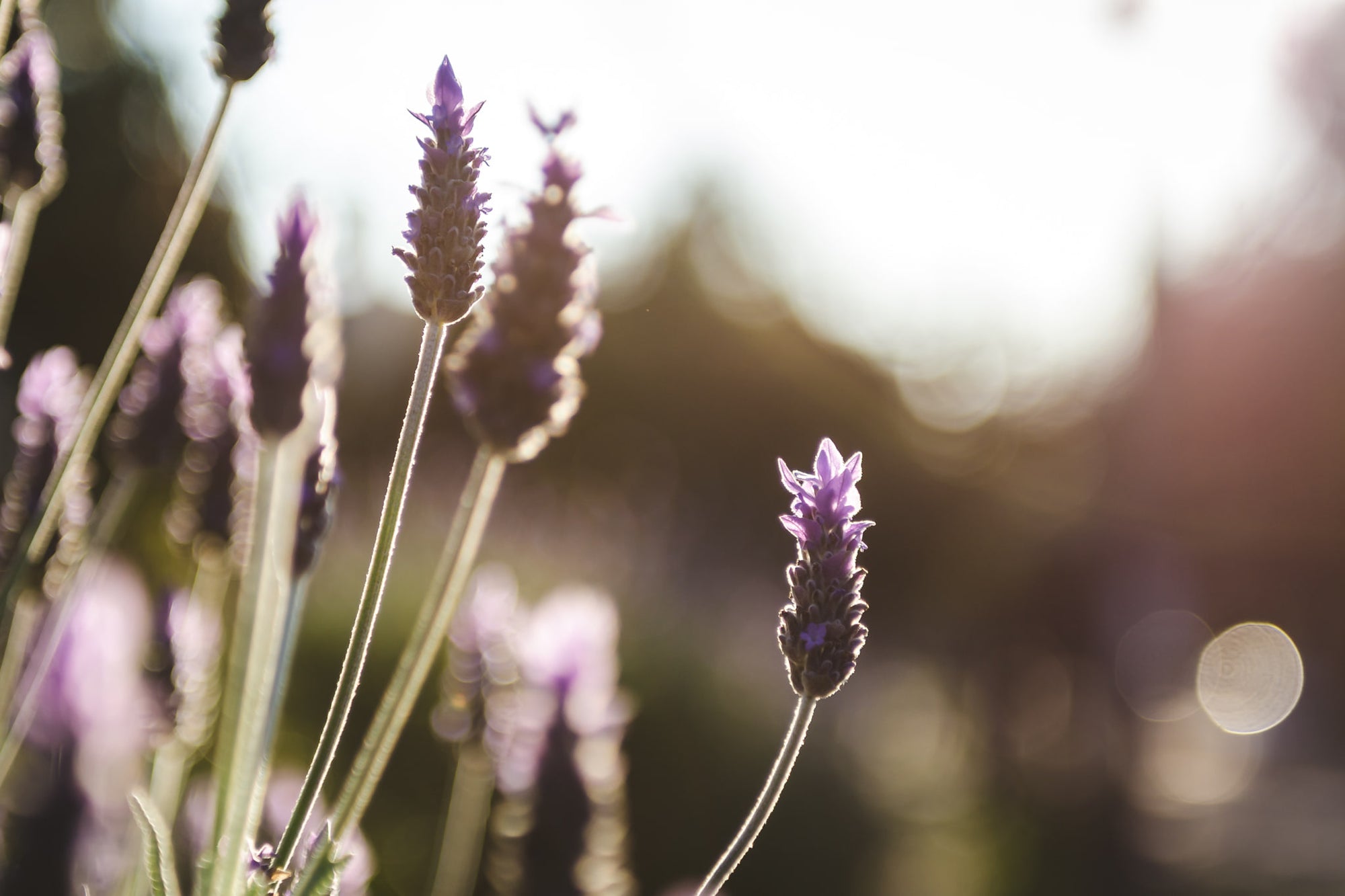 Lavender