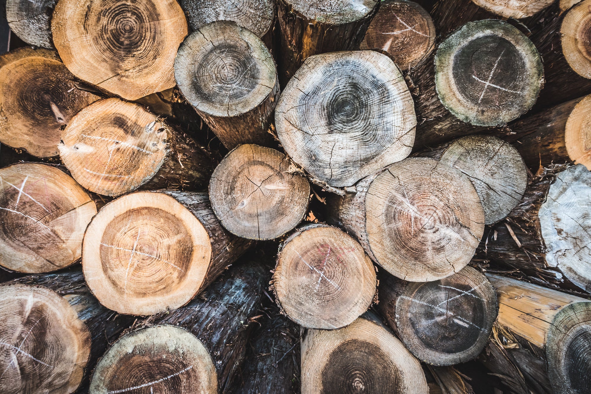 Log Stack at Landscapes, cut logs packed tight, end-grain facing out.