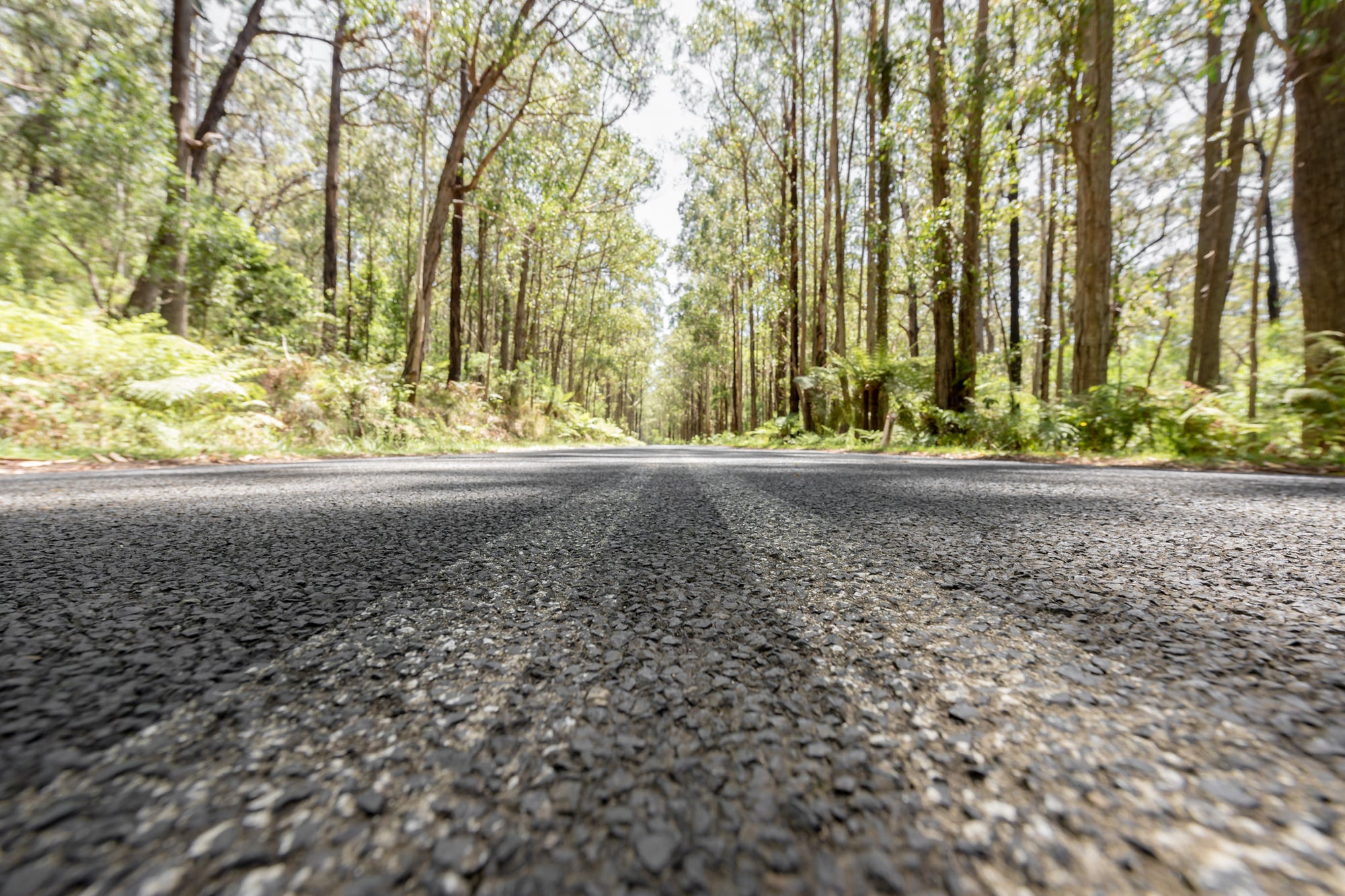 Myrtle Mountain Road at Landscapes, a view from the bitumen of Myrtle Mountain Road as it cuts through the rainforest.