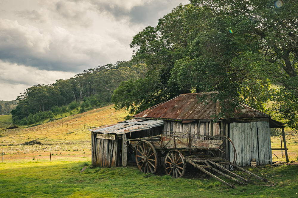 Hills at Leichhardt House, a weathered timber shed sits low against green pasture, its corrugated iron roof streaked deep.