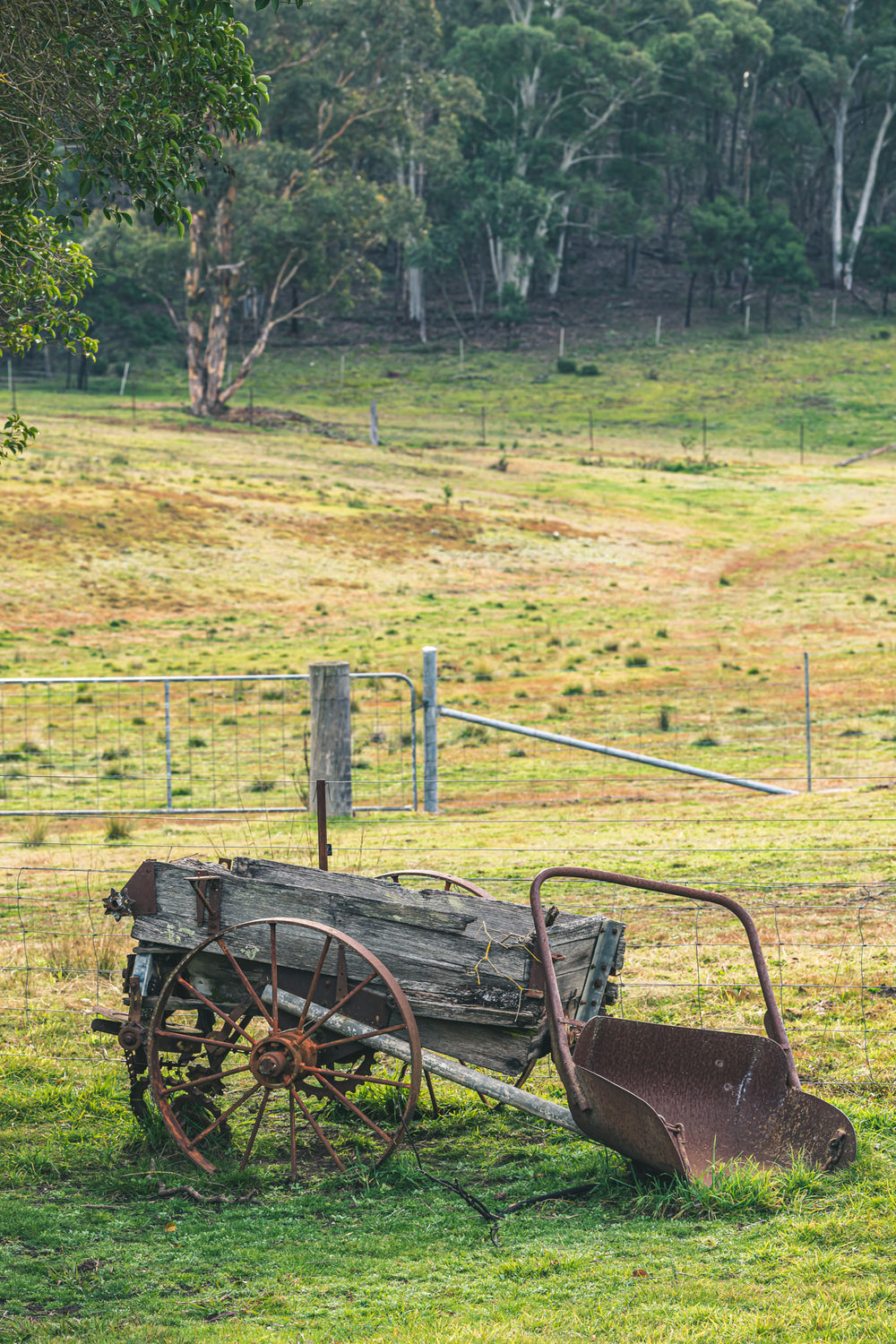 Wagon at Leichhardt House, a horse-drawn wagon sits on green grass beside a wire fence line.
