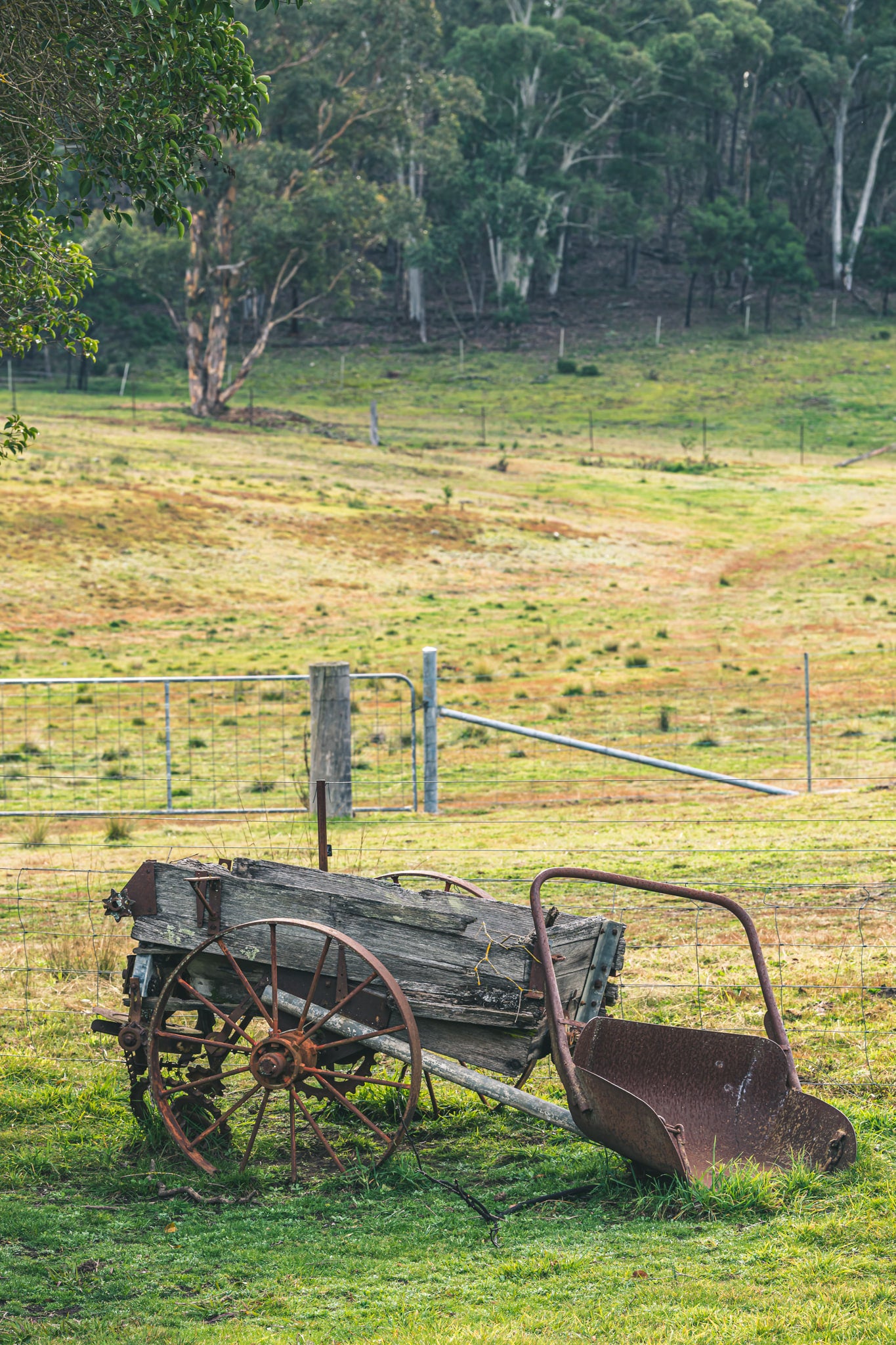 Wagon at Leichhardt House, a horse-drawn wagon sits on green grass beside a wire fence line.