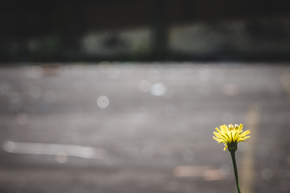 Flower at Macquarie Boys Technology High, the entire court is strewn with broken glass and metal objects you can see glistening in the blur.