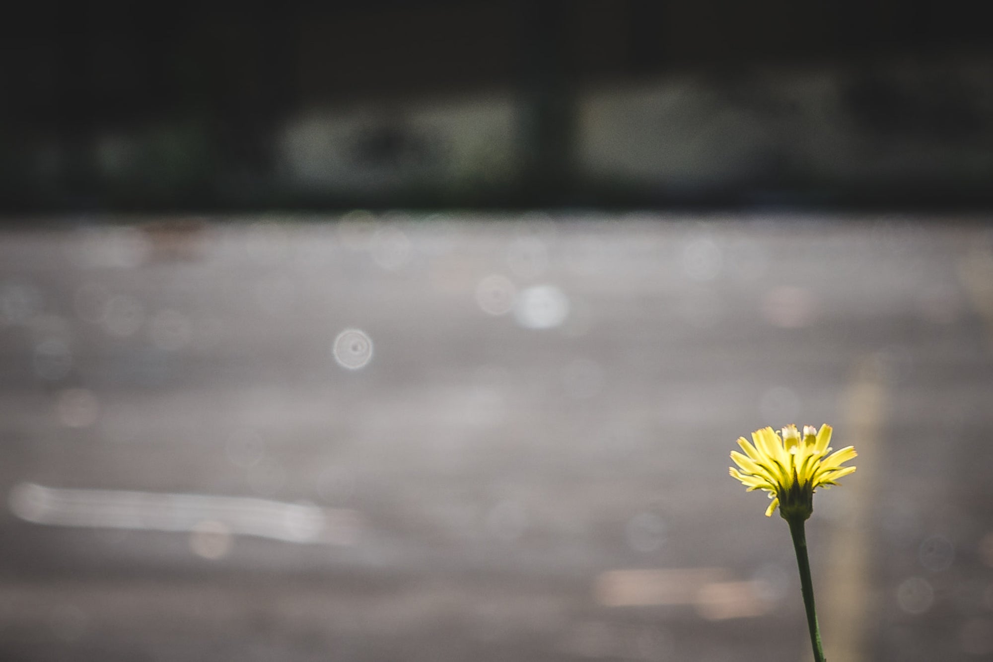 Flower at Macquarie Boys Technology High, the entire court is strewn with broken glass and metal objects you can see.