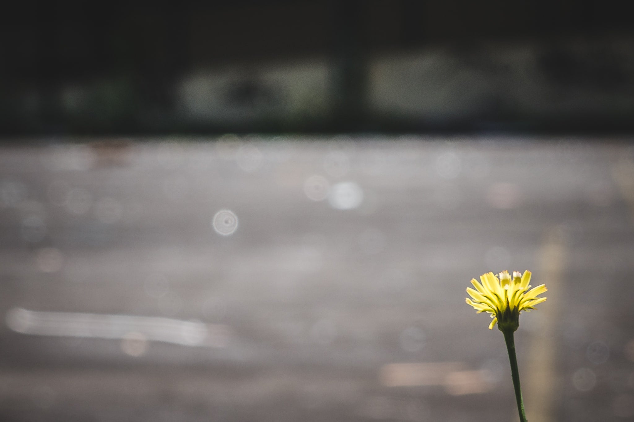 Flower at Macquarie Boys Technology High, the entire court is strewn with broken glass and metal objects you can see.