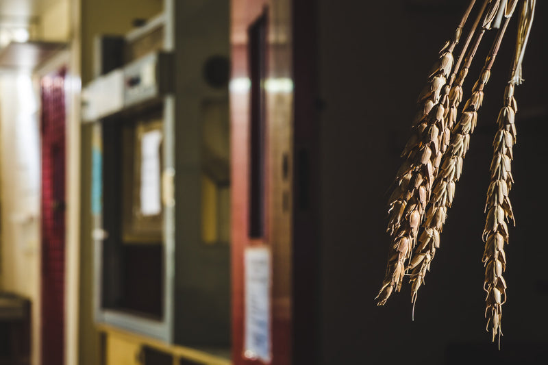 In the foreground, 3 bundles of dried wheat stalks hang in a narrow band of sunlight that sharpens their texture against the dark interior beyond at Macquarie Boys Technology High.