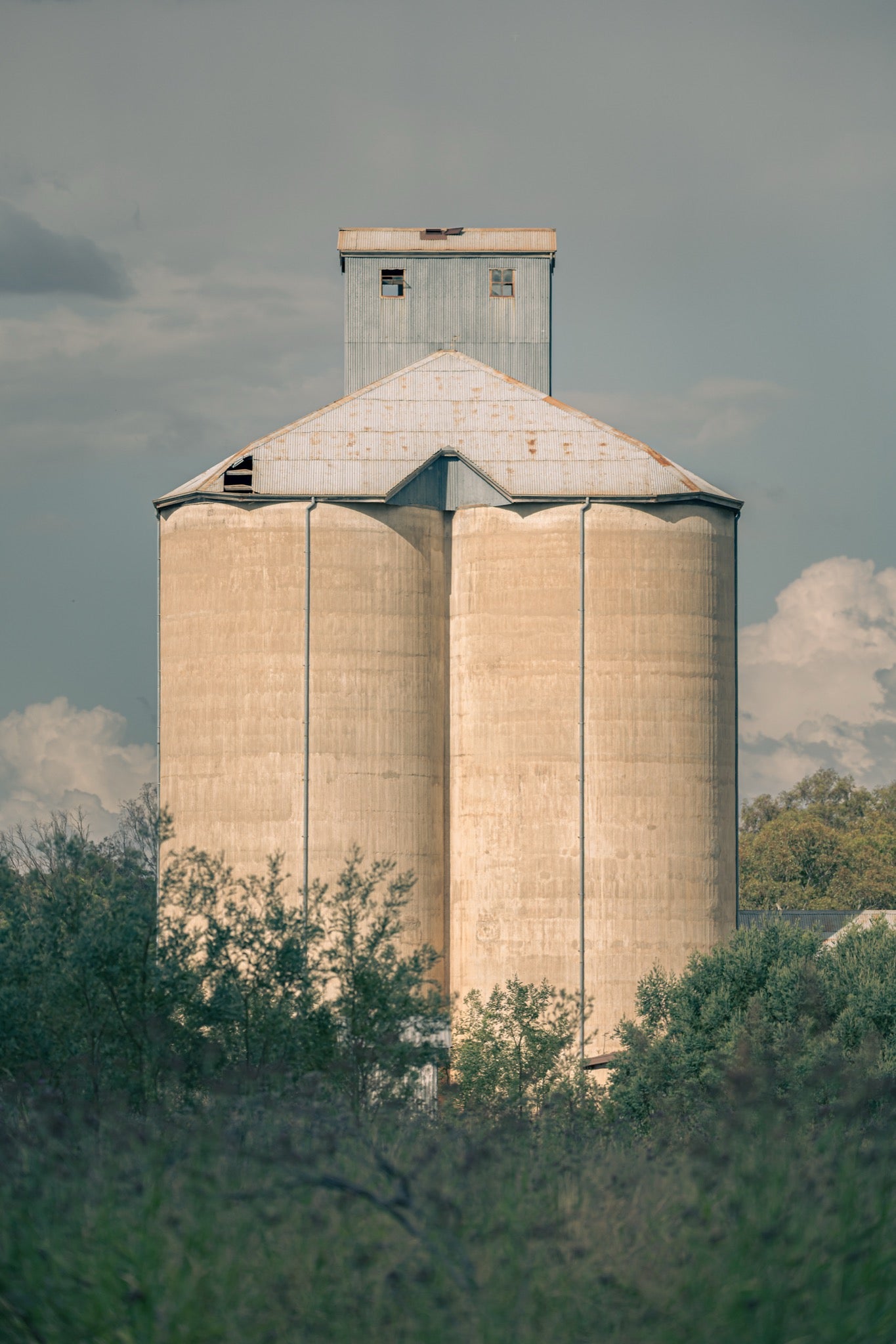 Weathered concrete grain silo cells rising behind a row of trees and low scrub at Mount Russell, with a corrugated metal roof and tall headhouse visible above the canopy.