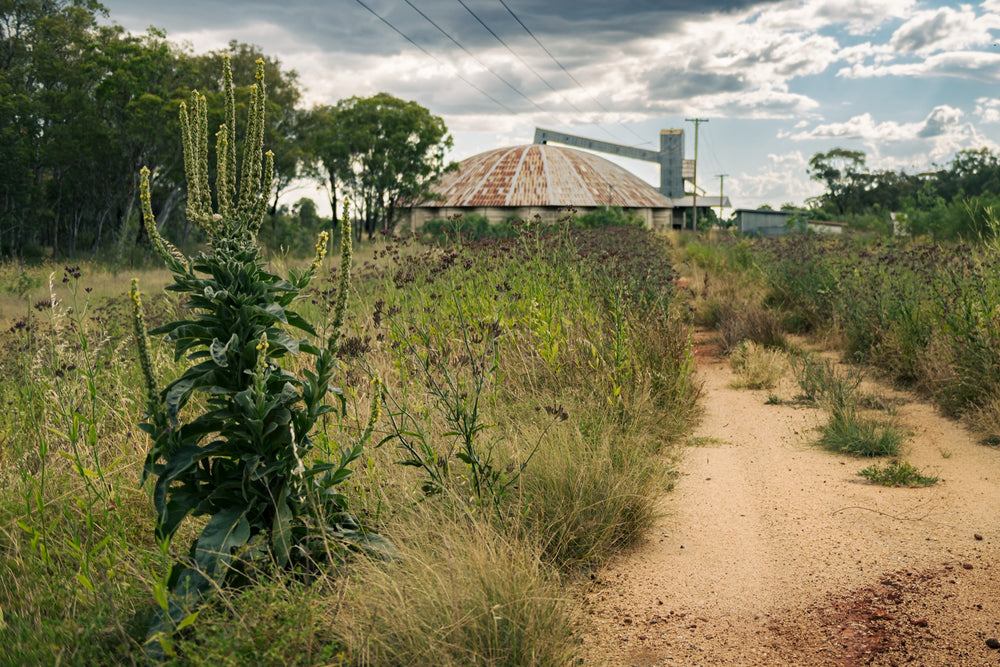 A rusting domed roof and elevator tower at Mount Russell, viewed from a sandy two-track road lined with tall flowering weeds under a cloudy sky.