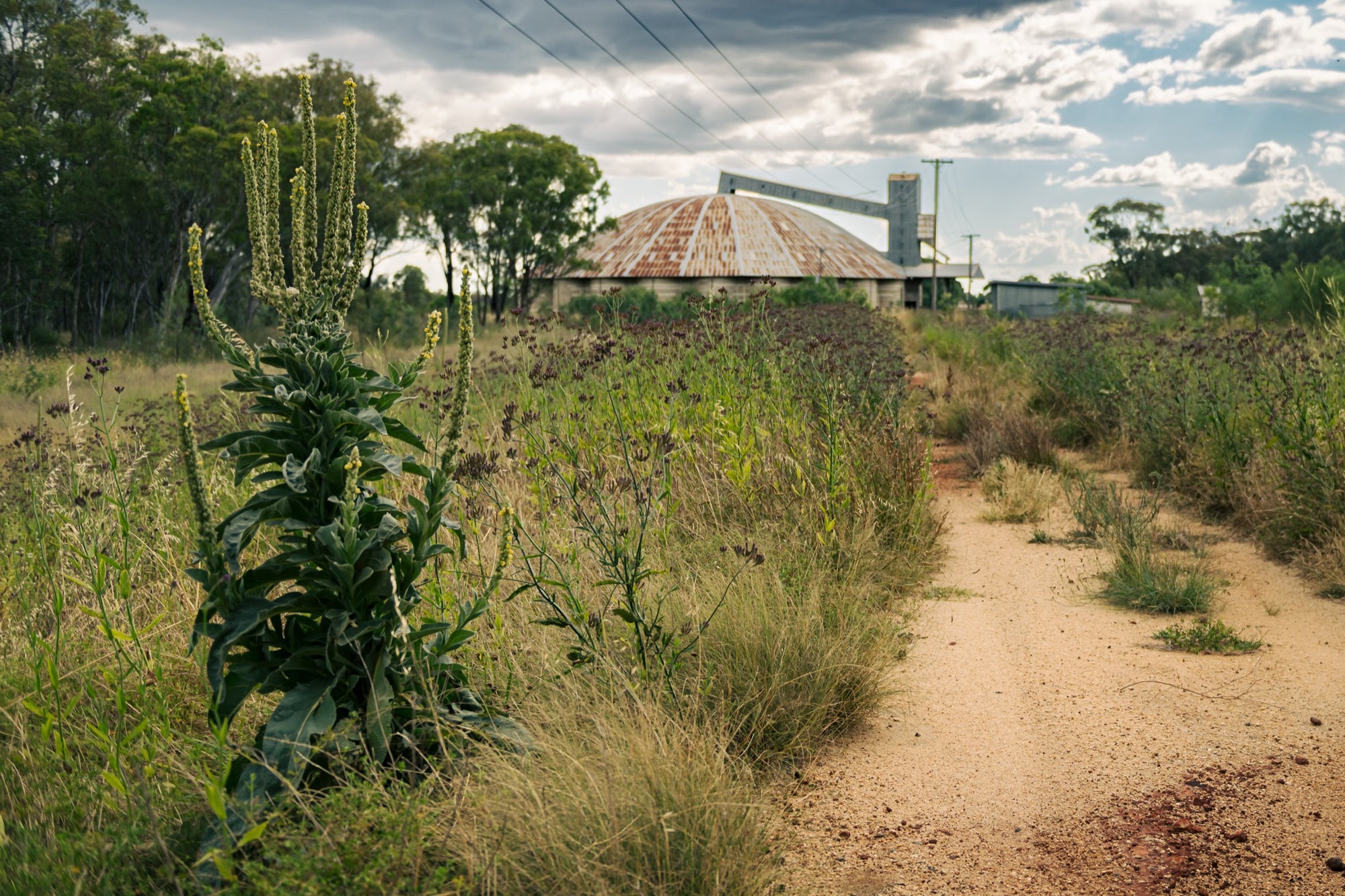 A rusting domed roof and elevator tower at Mount Russell, viewed from a sandy two-track road lined with tall flowering weeds under a cloudy sky.