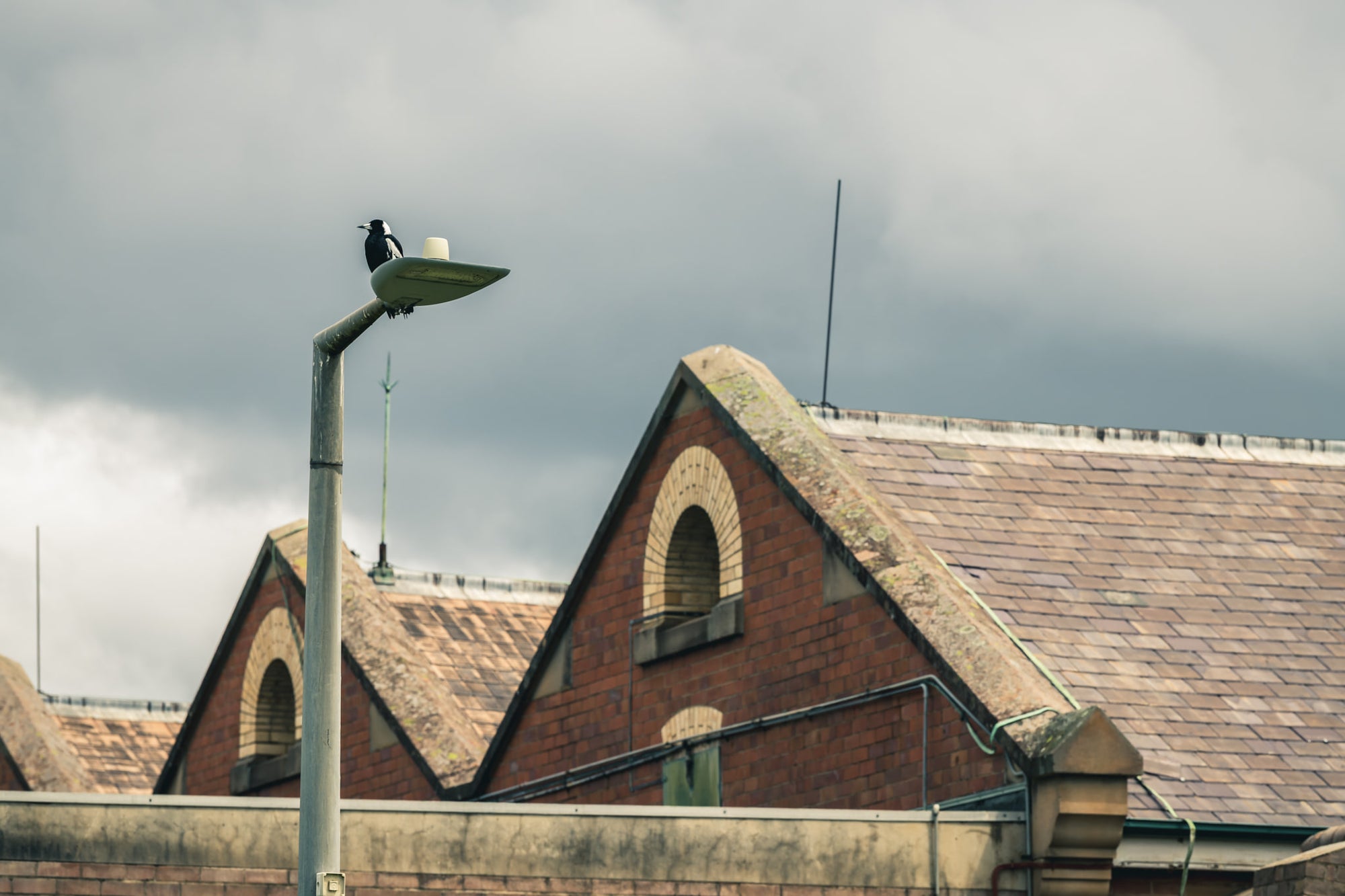 Magpie at Newington Armory, behind it, a row of steep brick gables rises above a concrete perimeter wall.
