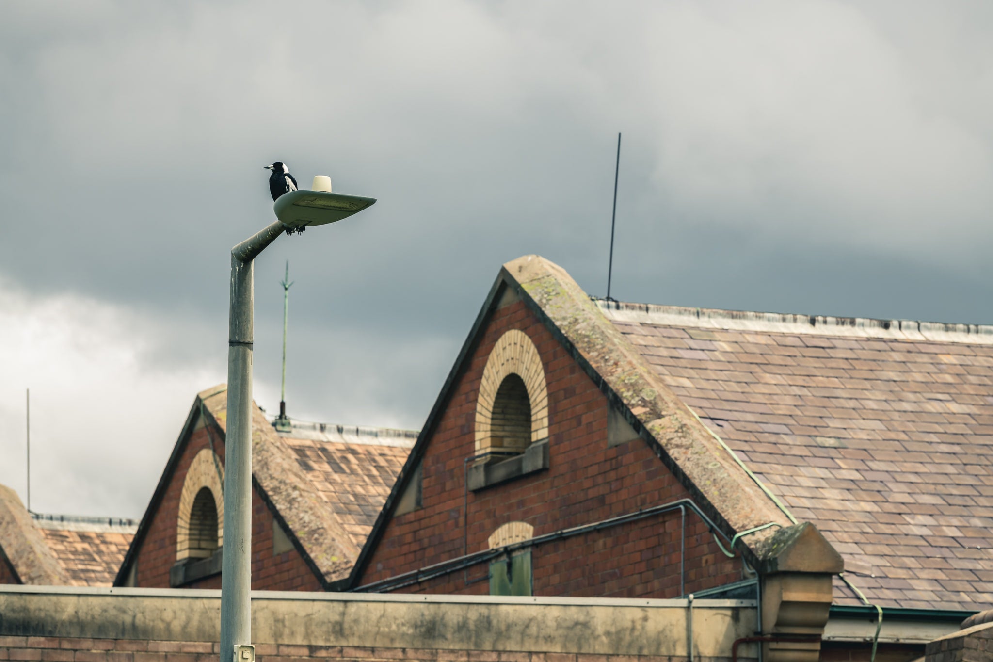 Magpie at Newington Armory, behind it, a row of steep brick gables rises above a concrete perimeter wall.