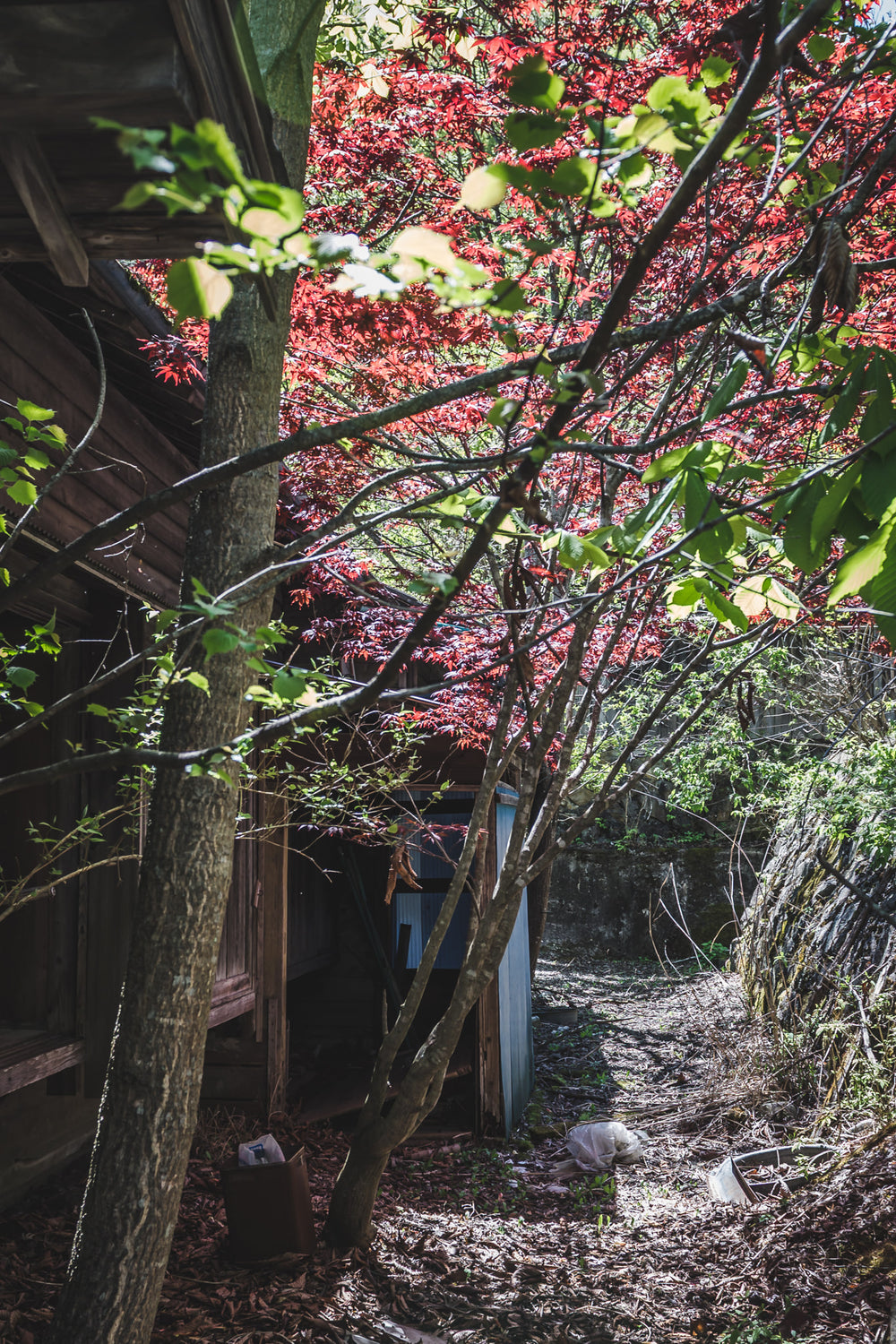 Living Quarters Walkway at Nichitsu Mining Village, a Japanese maple burns red above a narrow passage between timber.