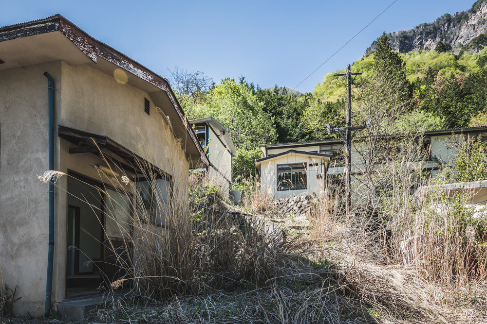 Overgrowth at Nichitsu Mining Village, looking upwards from the central part of the village towards some of the public.