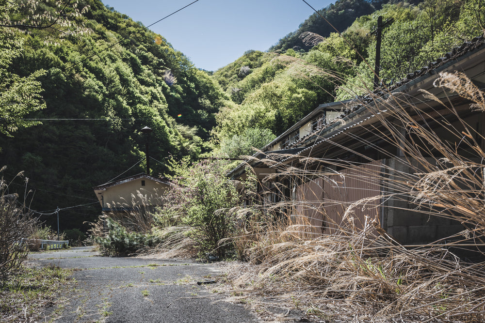 Road at Nichitsu Mining Village, dried susuki grass spills across a narrow road, the stalks pale and brittle against.