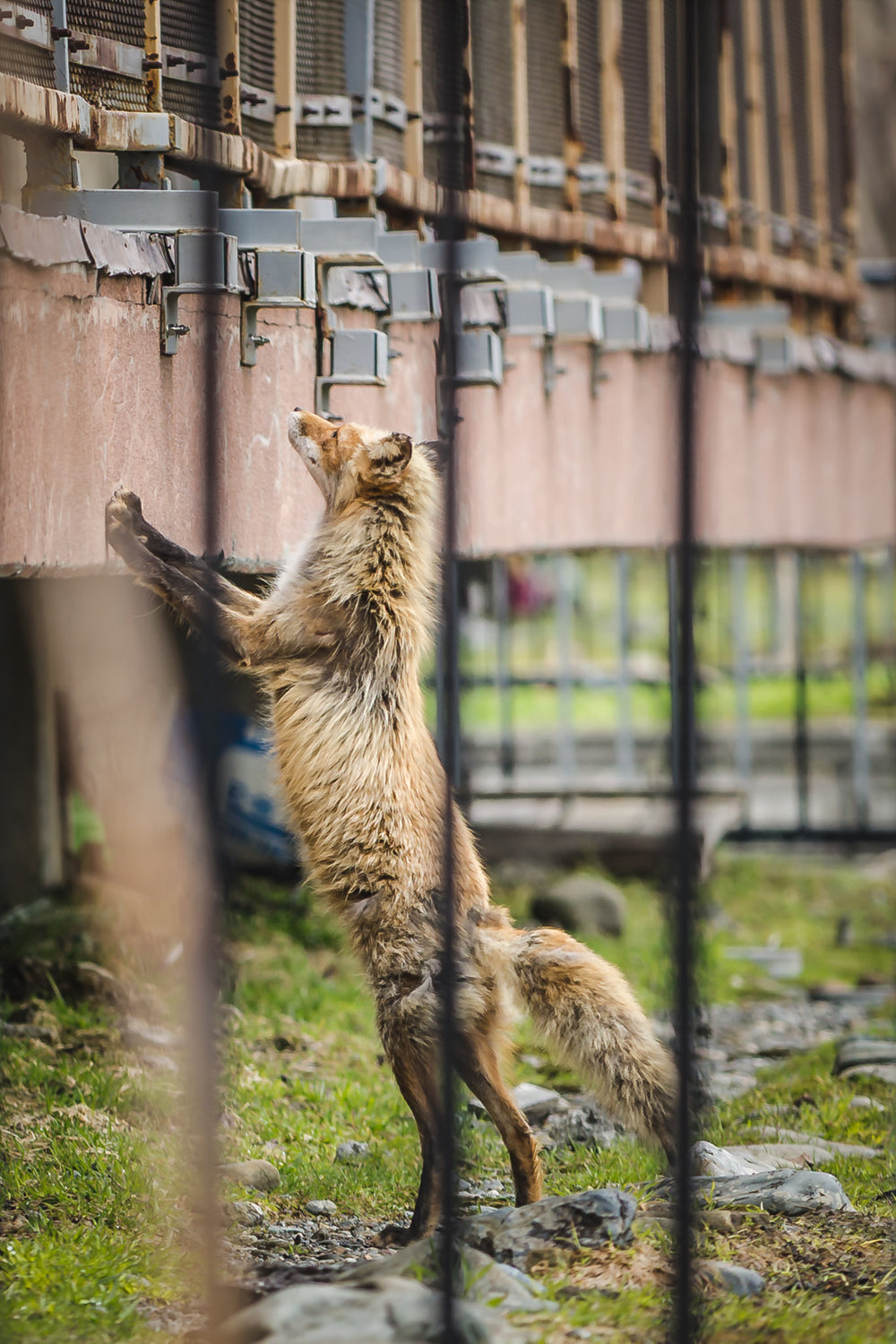 Fox