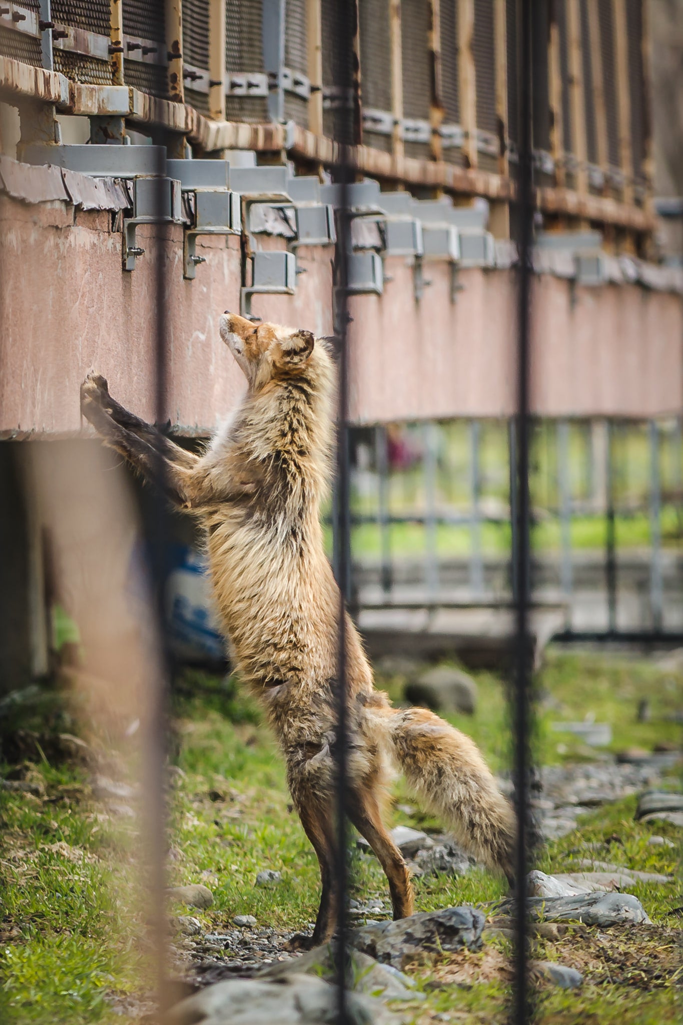 Fox at Streetscapes of Yubari, a red fox stands on its hind legs, front paws pressed against a rusted industrial structure.