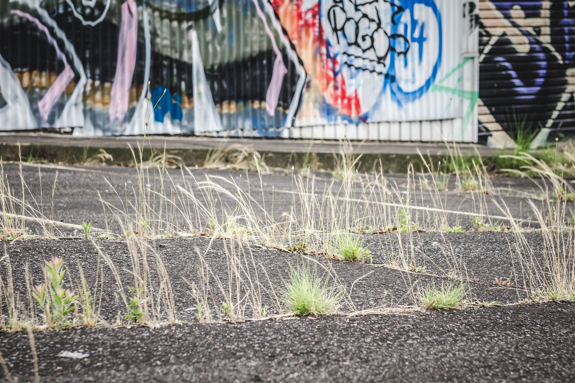 Weeds at Sundell Holden, dry grass pushes through cracked bitumen in a deserted car yard.