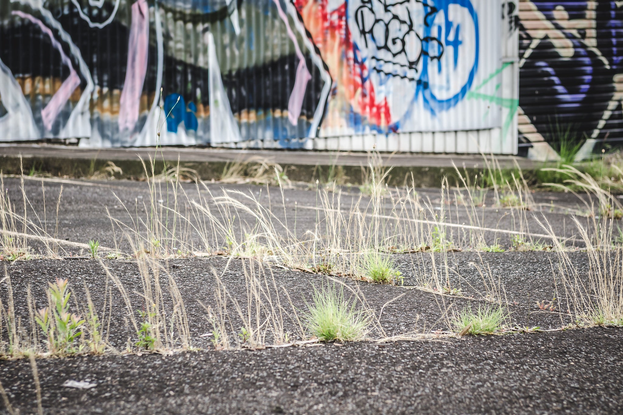 Weeds at Sundell Holden, dry grass pushes through cracked bitumen in a deserted car yard.