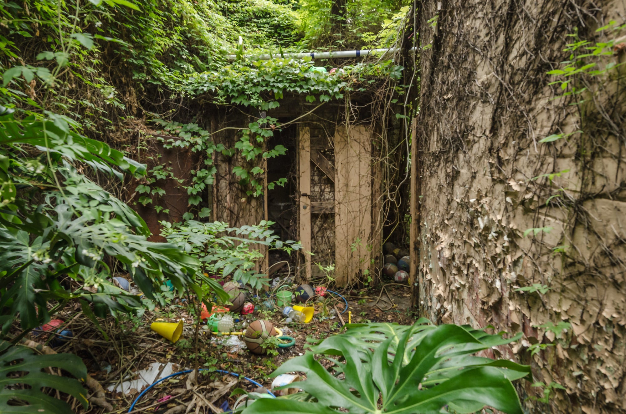 Toy Collection at Terminus Hotel, a dense patch of overgrowth tucked behind the rear wall of the Terminus Hotel,.