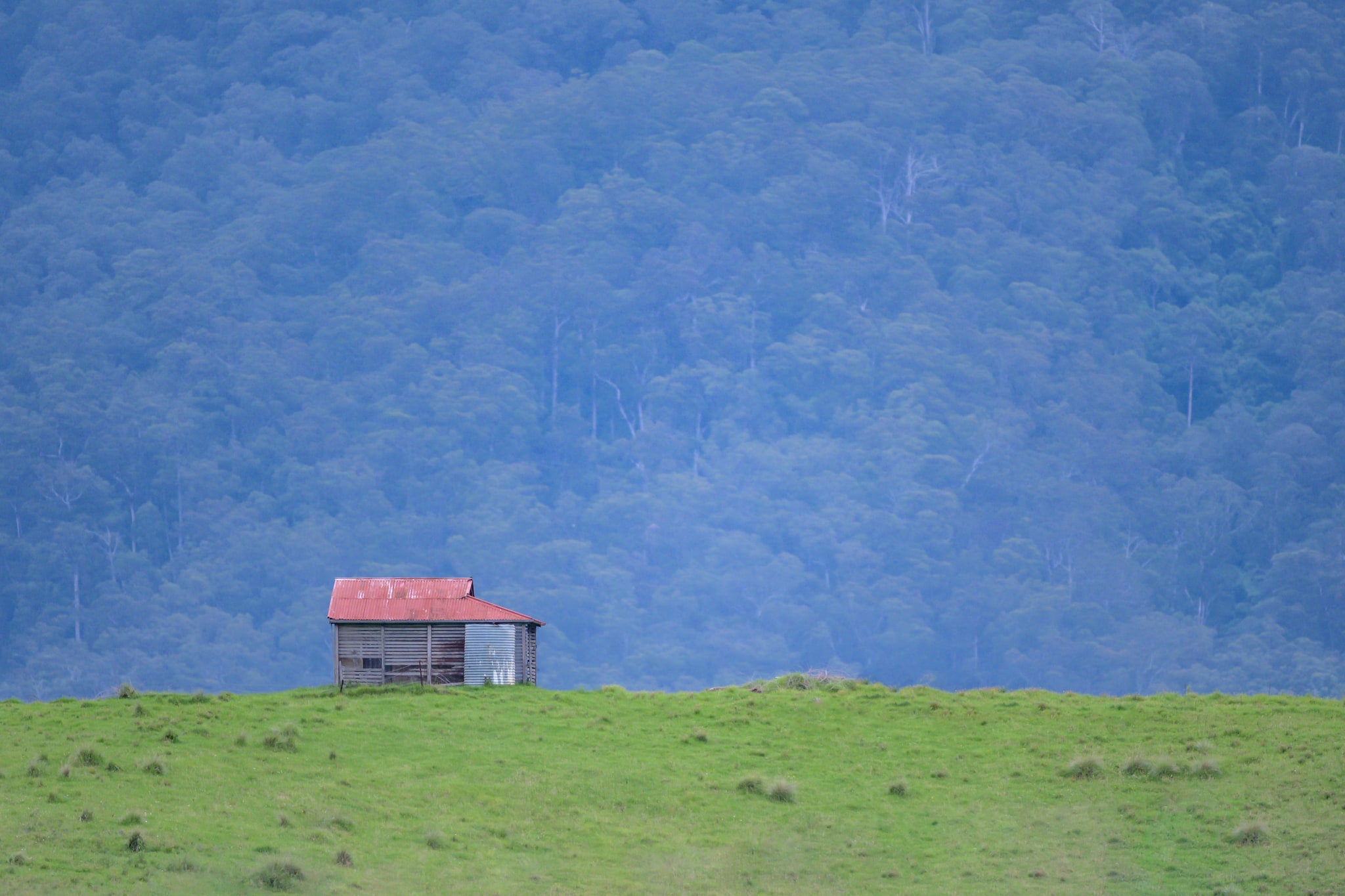 Brown Mountain Backdrop at The Dairy, a single timber and corrugated iron hut sits on a green ridge, small against the mountain behind it.