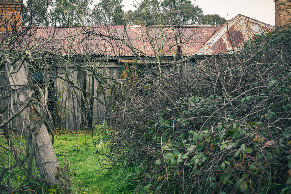 Overgrowth at The Post Office, rusted corrugated iron sags across the roofline, its red-brown surface mottled with pale.