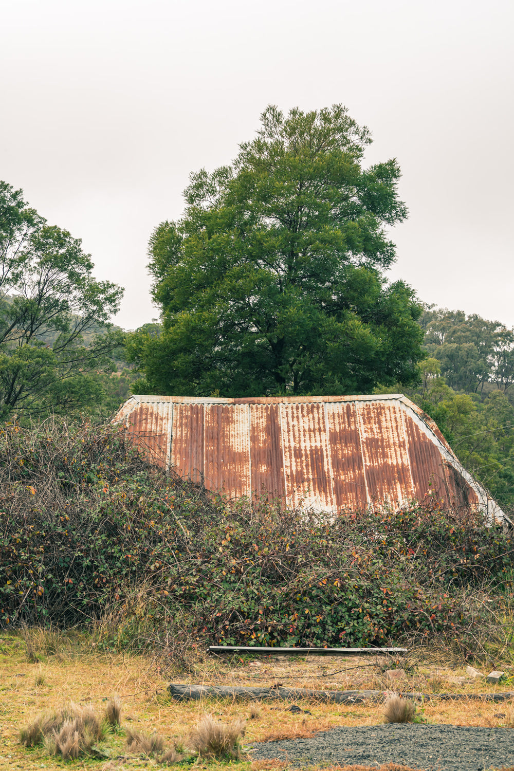Sunken at The Post Office, rust-coloured corrugated iron rises from a mass of blackberry canes.