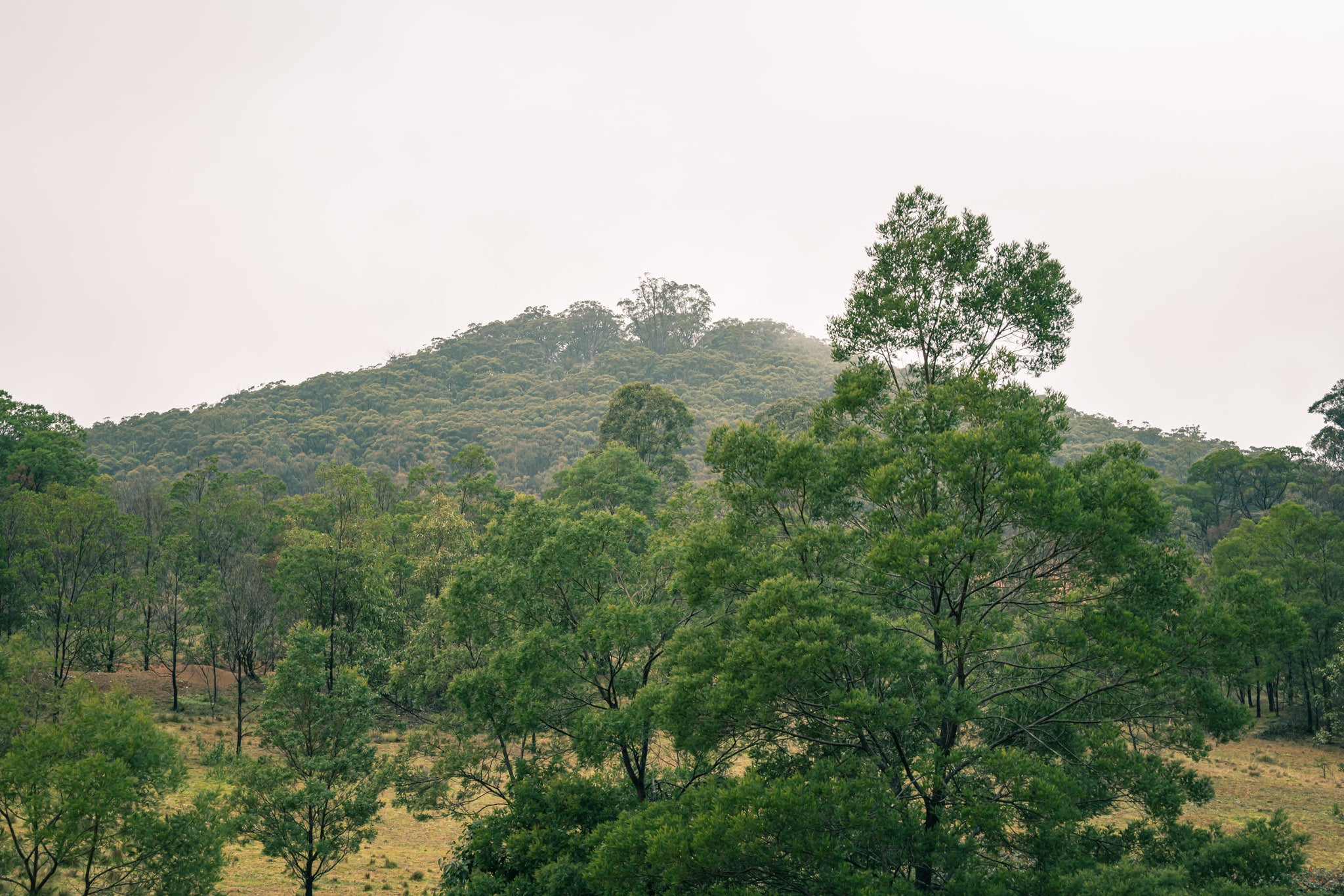 The Big Hill at The Post Office, a low hill rises through haze, its slopes thick with eucalyptus canopy.