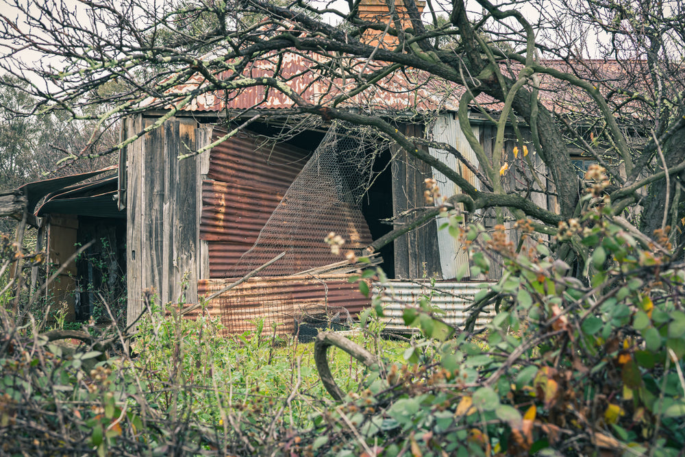 Through the Garden at The Post Office, rusted corrugated iron buckles away from the timber frame of an outbuilding.