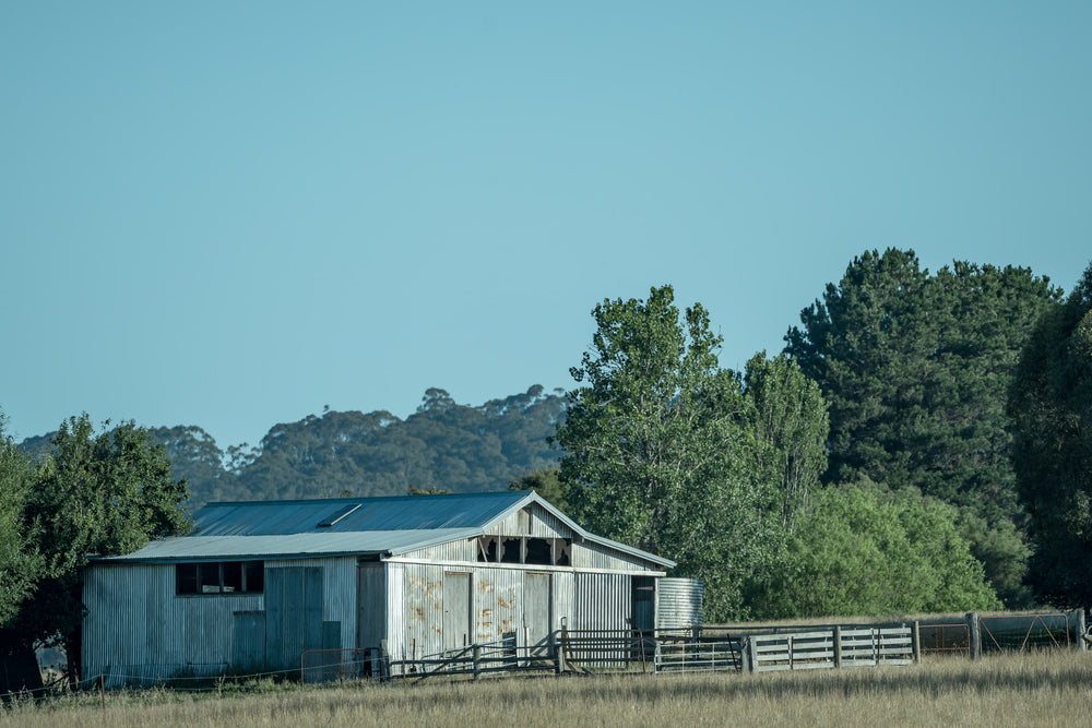 Afternoon Woolshed at The Woolshed, a corrugated iron woolshed sits low against dry summer grass.