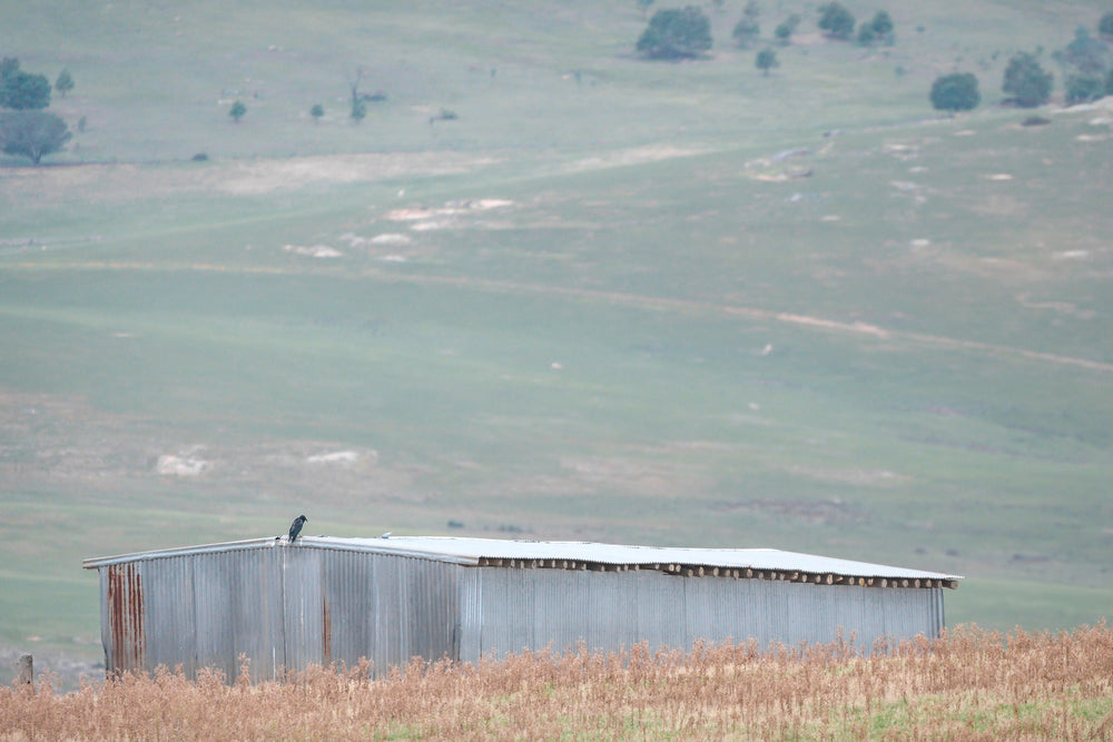 Crow On The Shed at The Woolshed, a corrugated iron woolshed sits low against open grazing country.