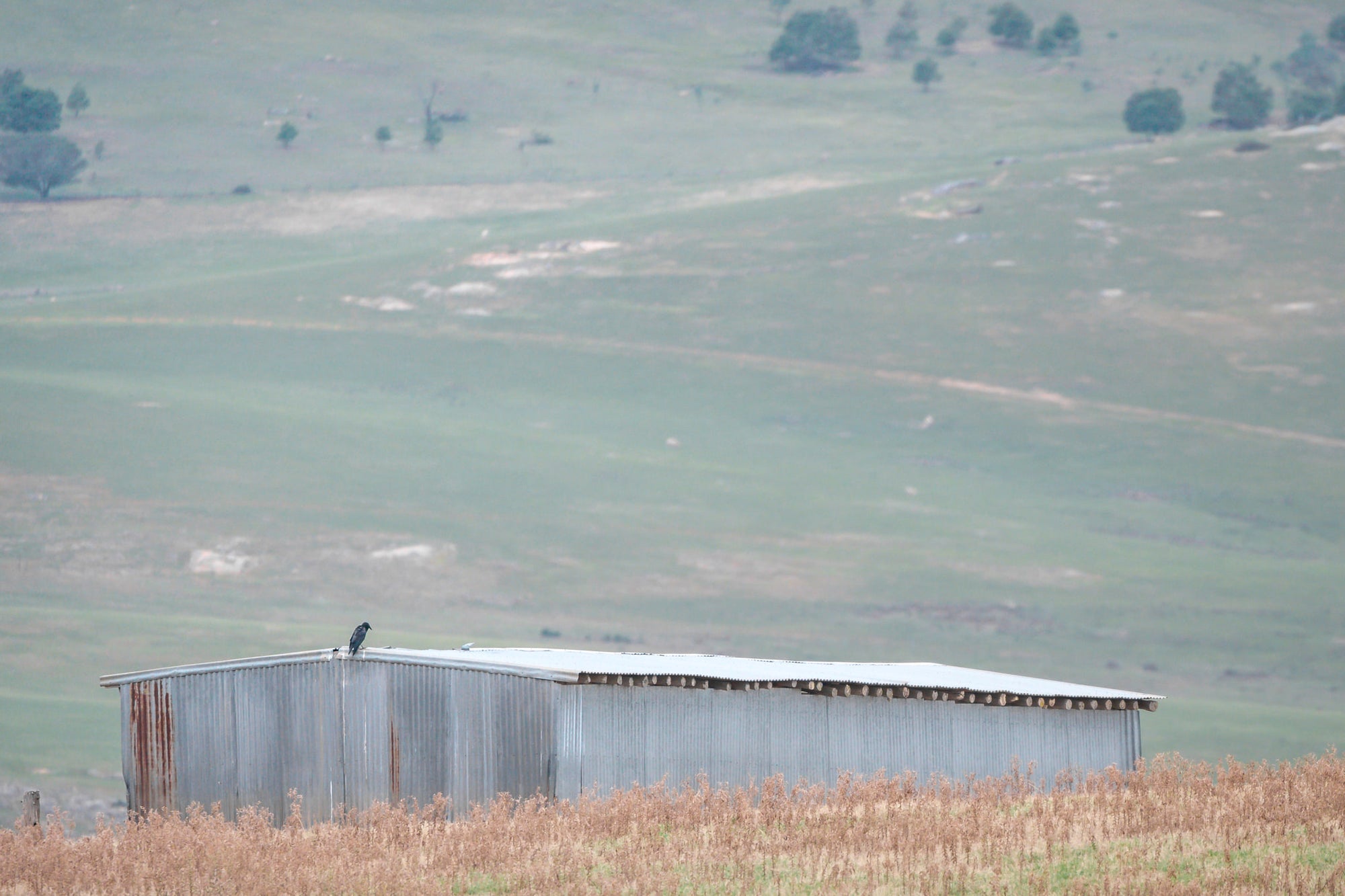 Crow On The Shed at The Woolshed, a corrugated iron woolshed sits low against open grazing country.