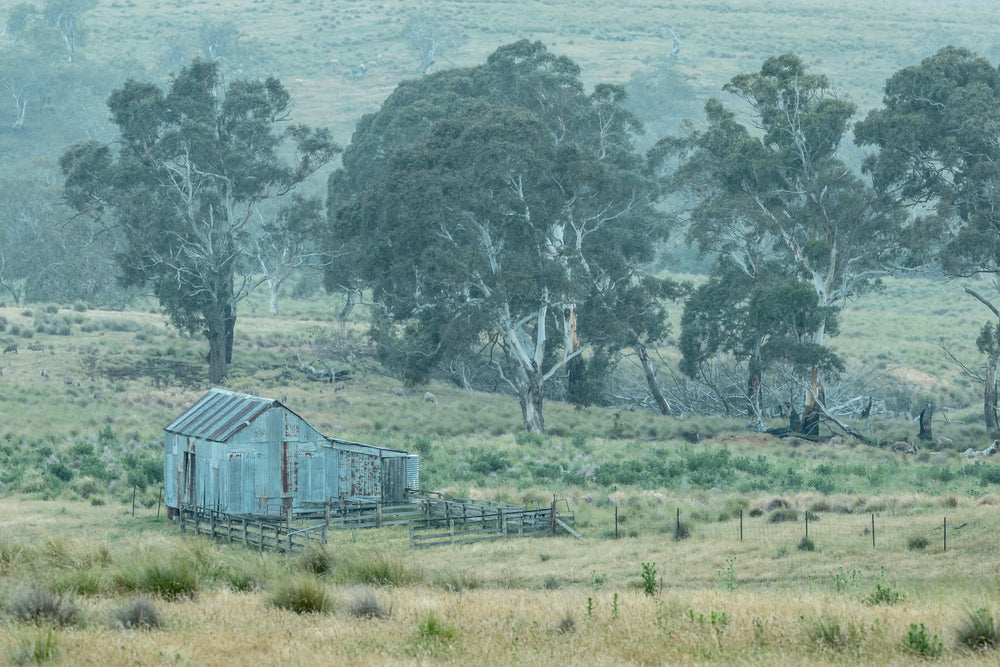 Crutching Shed in the Wet at The Woolshed, a corrugated iron crutching shed sits low in tussocked grassland, its galvanised walls streaked with rust.