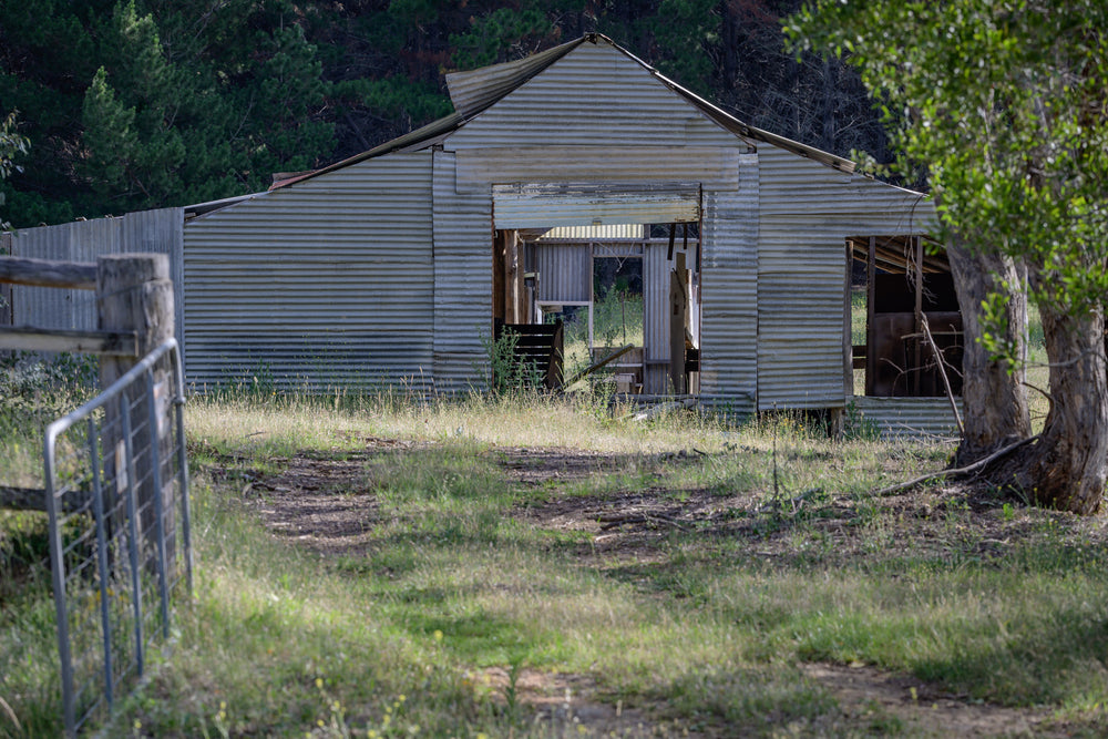 Deddick Valley Ruined Shed at The Woolshed, a corrugated iron shed stands open to the paddock, its gable roof peeling back.