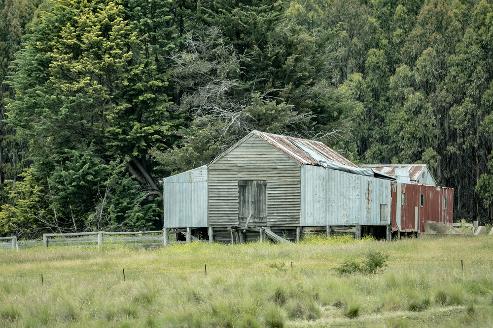 Delegate River at The Woolshed, a timber woolshed set before a lush forest background.
