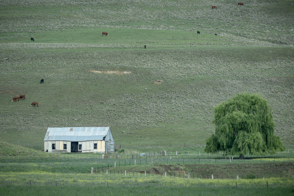 Fibro Shed at The Woolshed, a fibro and weatherboard shed sits low against a rising hillside.
