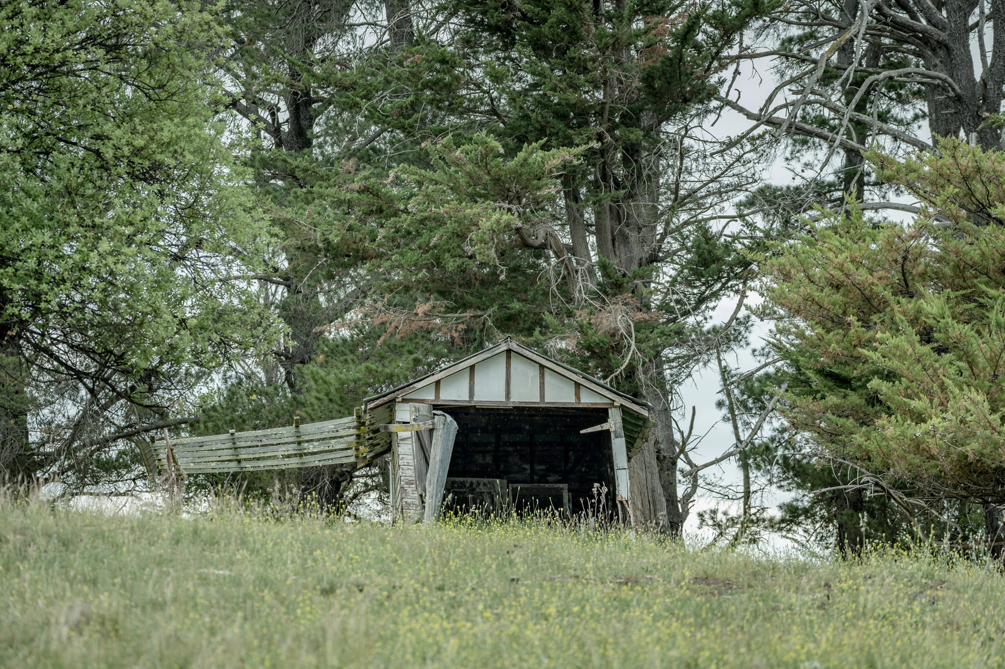 Hilltop Shed at The Woolshed, a small timber shed sits low on a grassed hilltop, its gable face open to the paddock.