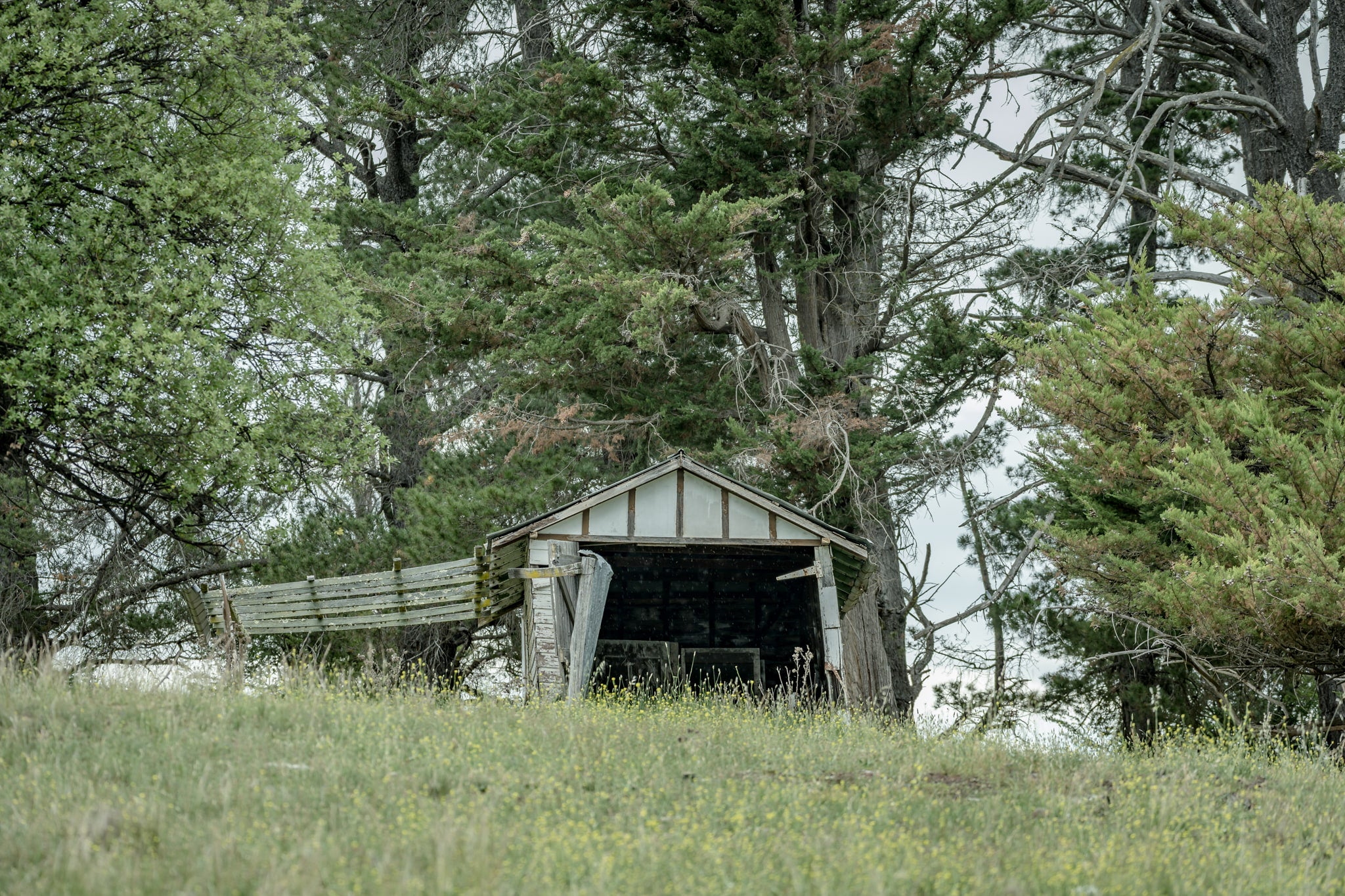 Hilltop Shed at The Woolshed, a small timber shed sits low on a grassed hilltop, its gable face open to the paddock.