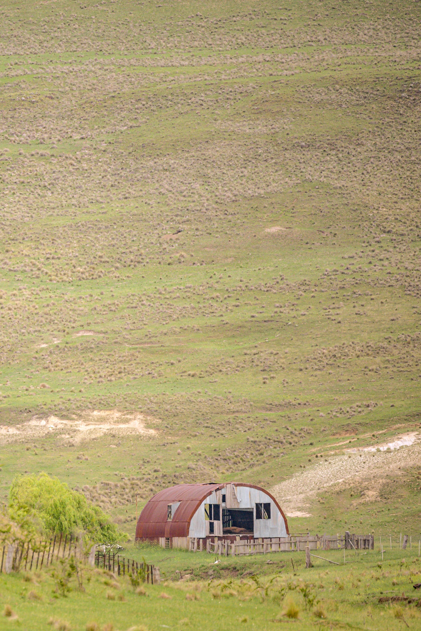 Nissen Hut In The Distance at The Woolshed, a Nissen hut sits at the base of a vast open hillside, dwarfed by the slope.