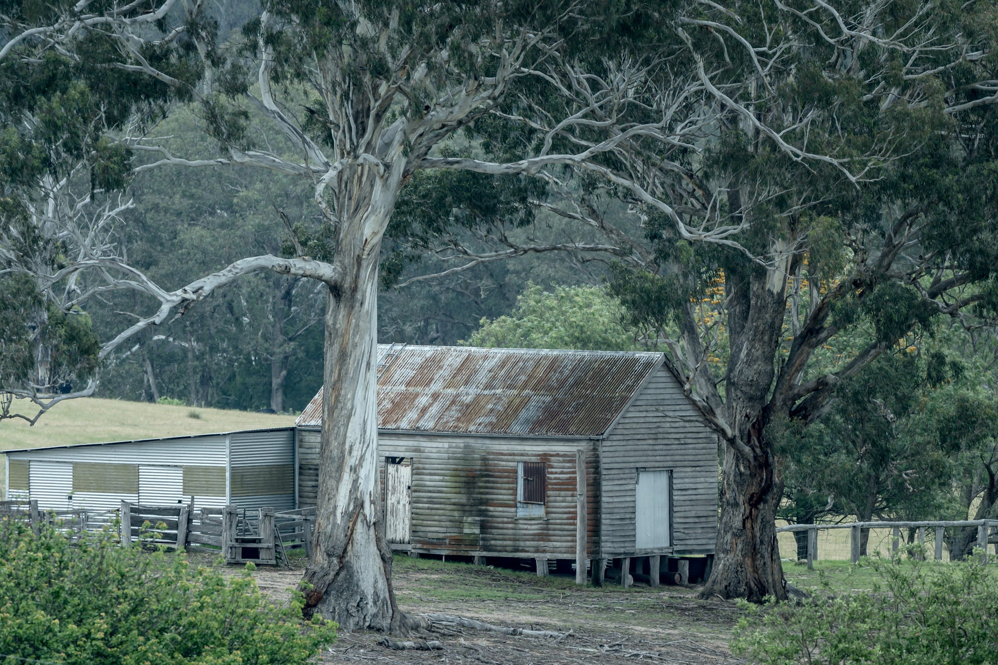 Rocky Hall Woolshed at The Woolshed, two large eucalypts frame a weatherboard woolshed at Rocky Hall, their pale trunks.