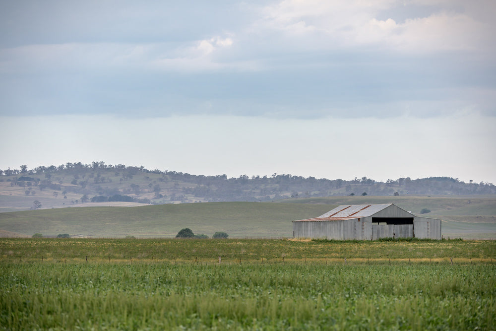 Shed In The Field at The Woolshed, a corrugated iron shed sits alone in open pastoral country.