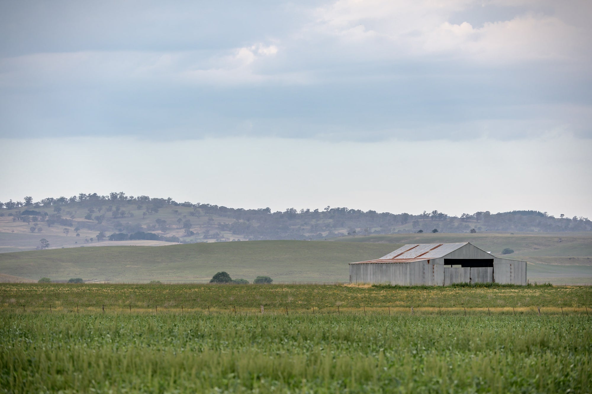 Shed In The Field at The Woolshed, a corrugated iron shed sits alone in open pastoral country.