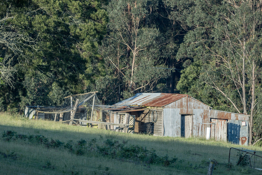 South Pambula Shed at The Woolshed, corrugated iron and weatherboard hold together in a patchwork of repairs and additions.