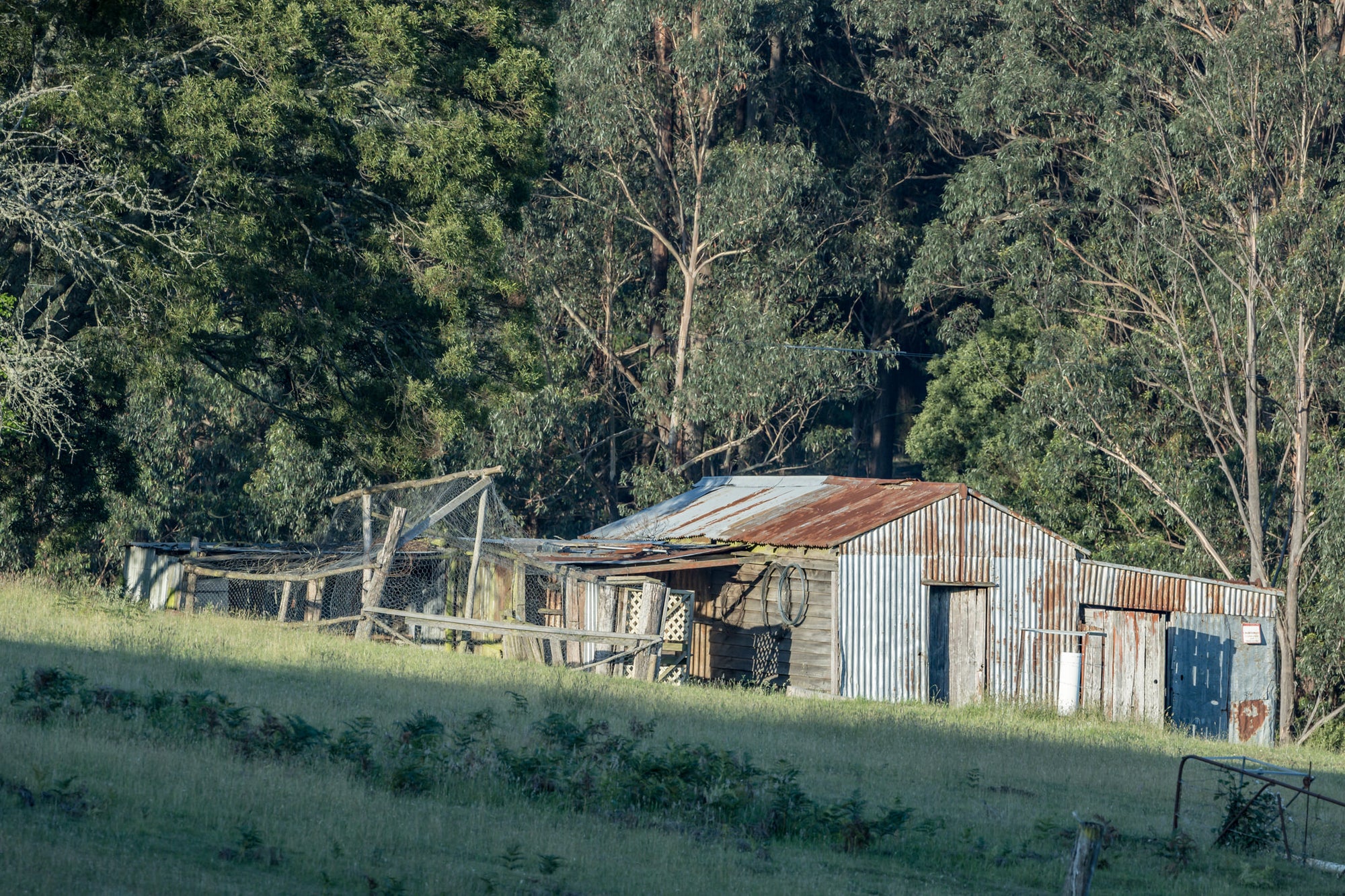 South Pambula Shed at The Woolshed, corrugated iron and weatherboard hold together in a patchwork of repairs and additions.
