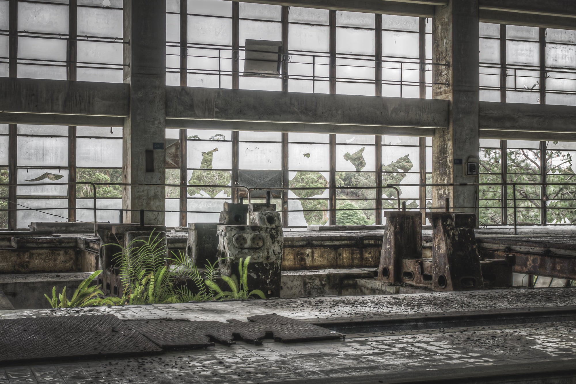 Pedestal Looking Out Towards Switch Yard at Wangi Power Station, amidst the rusted remains of industry, a lone fern emerges.
