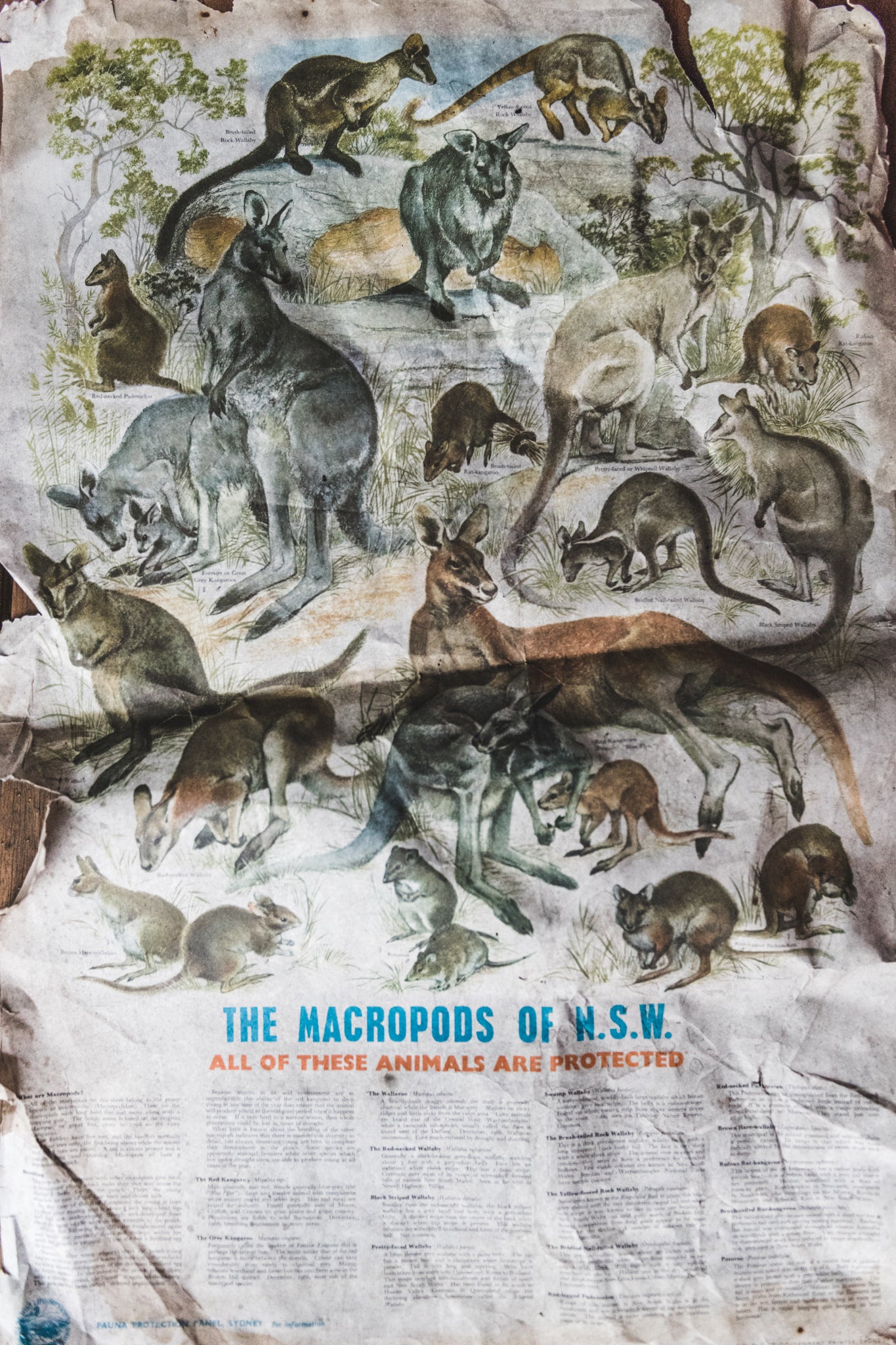 Macropods Poster