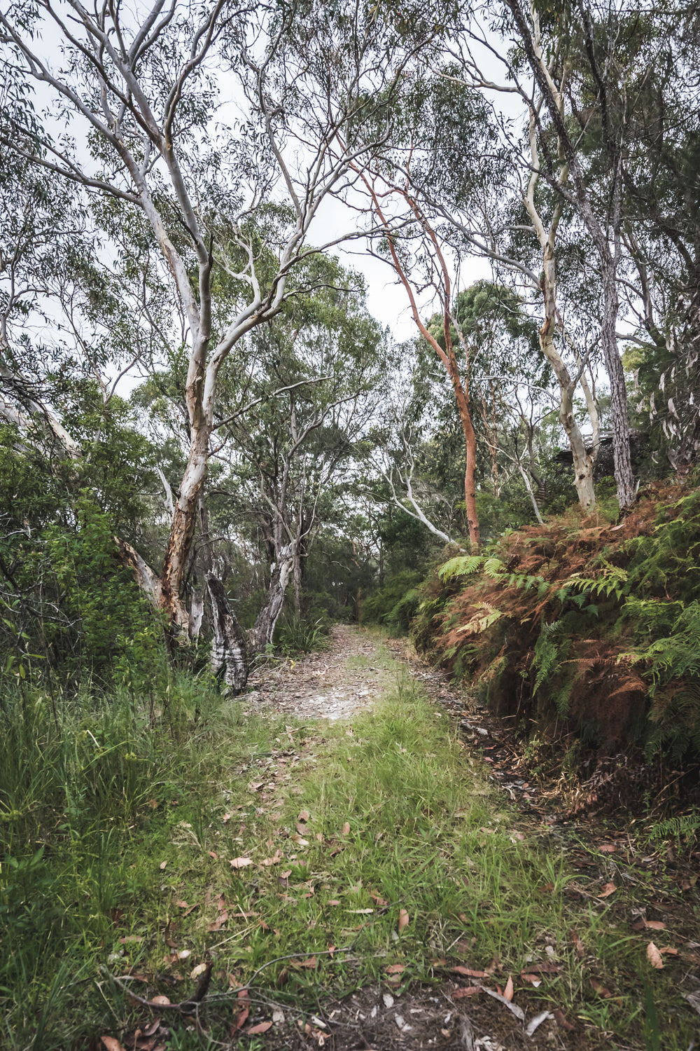 Walking Track | Waratah Park